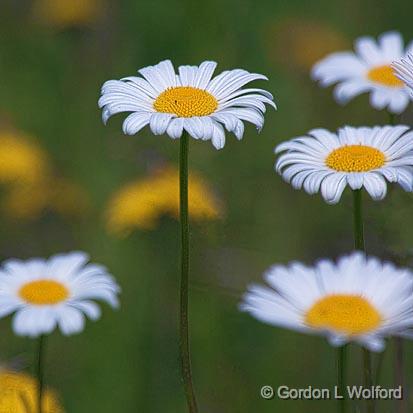 Wild Daisies_25604.jpg - Photographed at Merrickville, Ontario, Canada.